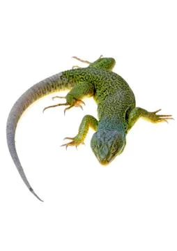 Lizard Stock Photos