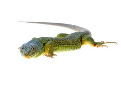 Lizard Stock Photos