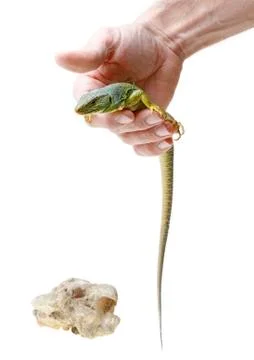 Lizard Stock Photos