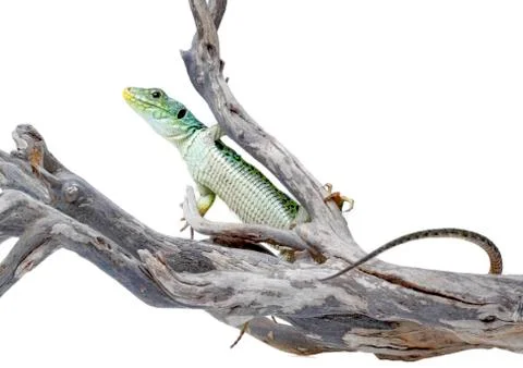Lizard Stock Photos