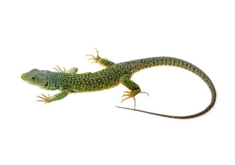 Lizard Stock Photos