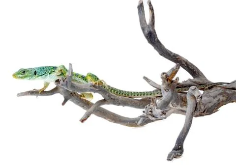 Lizard Stock Photos