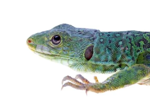 Lizard Stock Photos