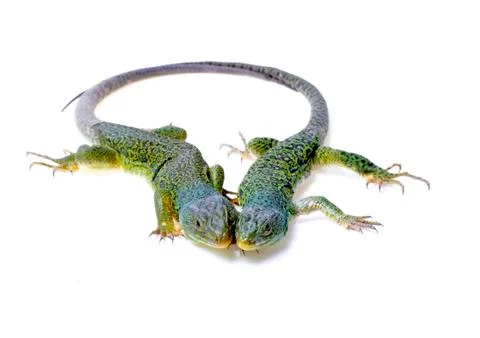 Lizard 스톡 사진