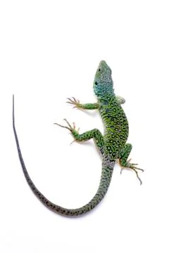Lizard Stock Photos