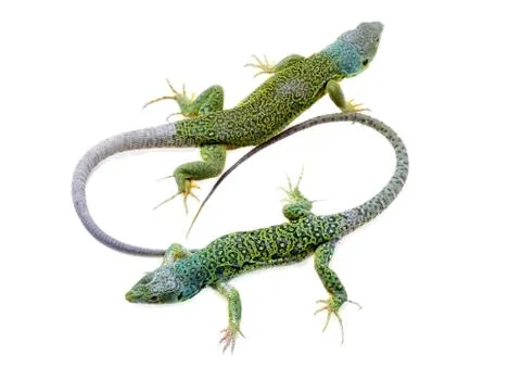 Lizard Stock Photos