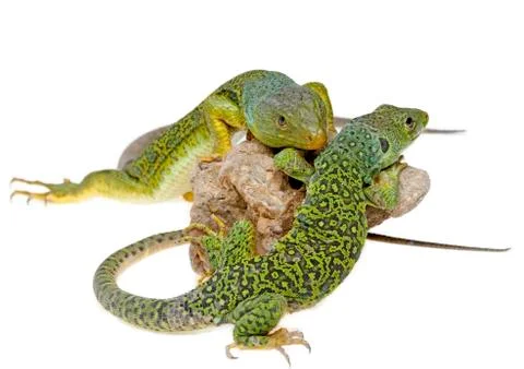 Lizard Stock Photos