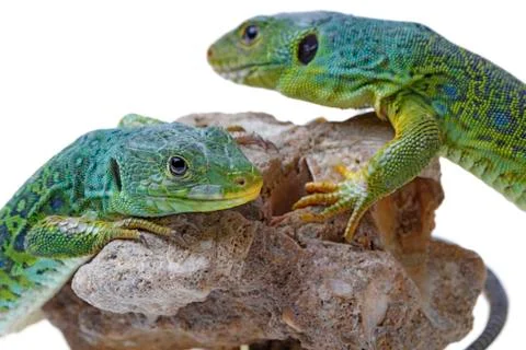 Lizard Stock Photos