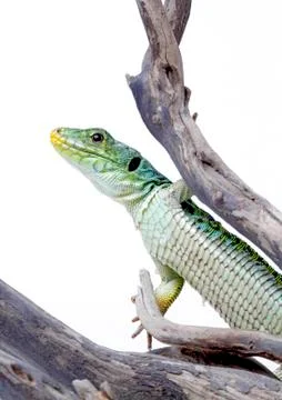 Lizard Stock Photos
