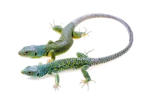 Lizard Stock Photos