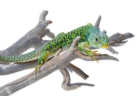 Lizard Stock Photos
