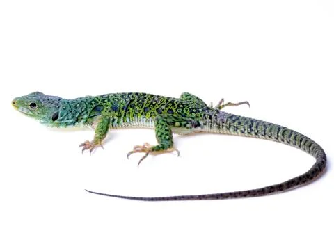 Lizard Stock Photos