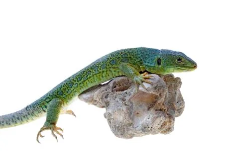 Lizard Stock Photos