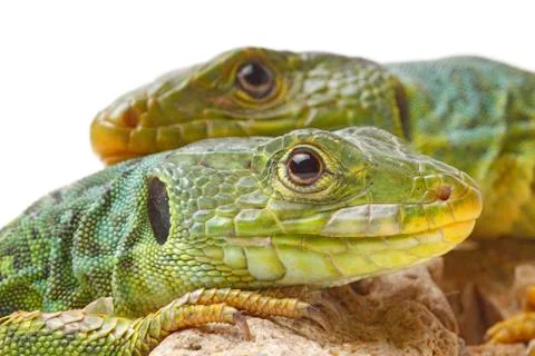 Lizard Stock-Fotos