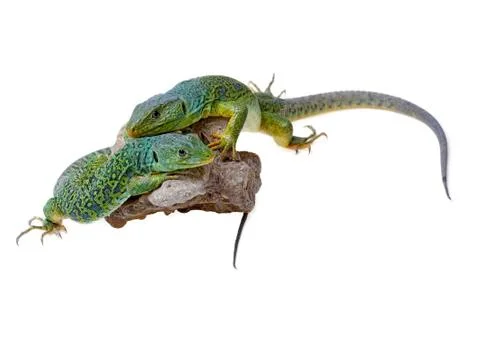 Lizard Stock Photos