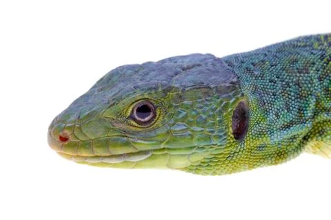 Lizard Stock Photos