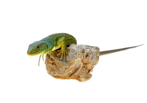 Lizard Stock Photos