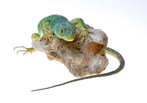 Lizard Stock Photos
