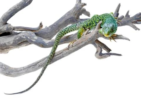 Lizard Stock Photos