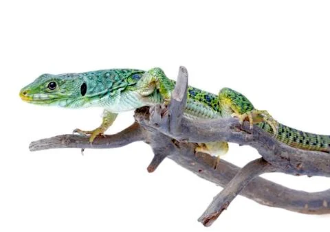 Lizard Stock Photos