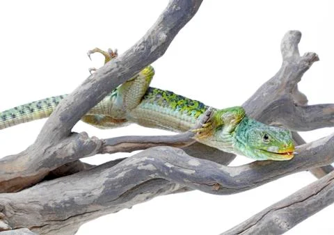 Lizard Stock Photos