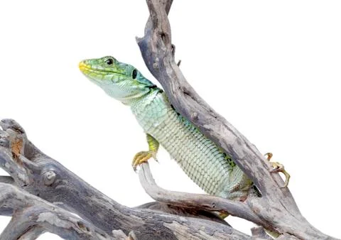 Lizard Stock Photos