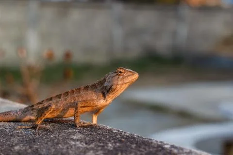 Lizard Stock Photos