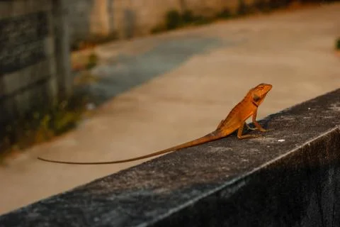 Lizard Stock Photos