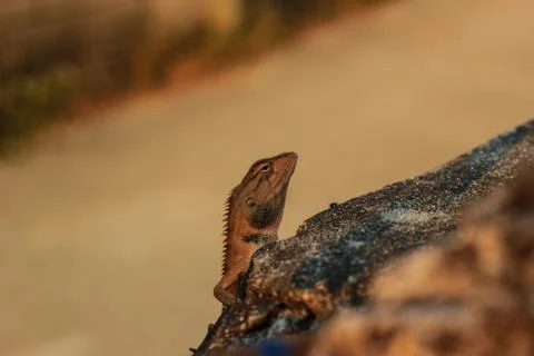 Lizard Stock Photos