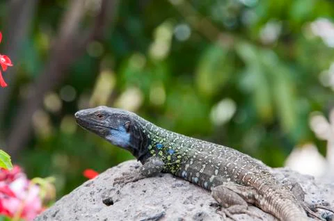 Lizard Stock Photos