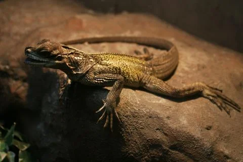 Lizard Stock Photos
