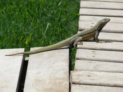 Lizard Stock Photos