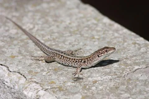 Lizard. 스톡 사진