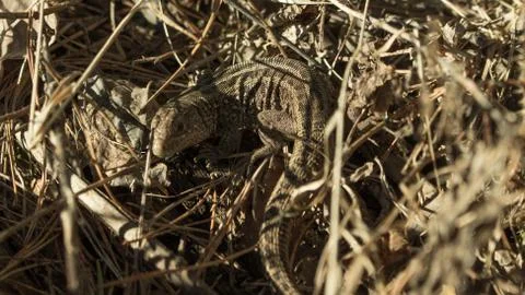 Lizard Stock Photos