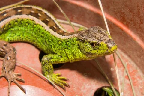 Lizard Stock Photos