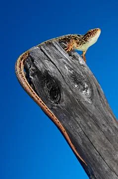 Lizard Stock Photos