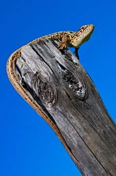 Lizard Stock Photos