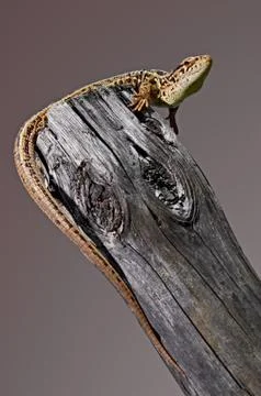 Lizard Stock Photos