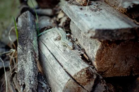 Lizard Stock Photos