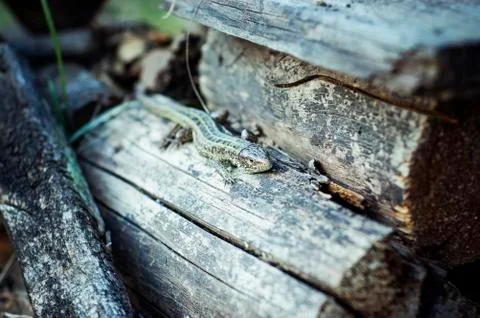Lizard Stock Photos