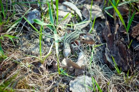 Lizard Stock Photos