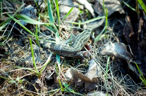 Lizard Stock Photos