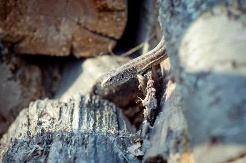 Lizard Stock Photos