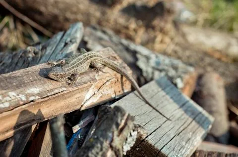 Lizard Stock Photos