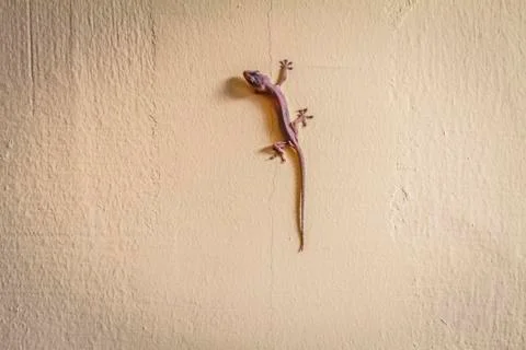 Lizard Stock Photos