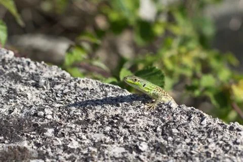 Lizard Stock Photos