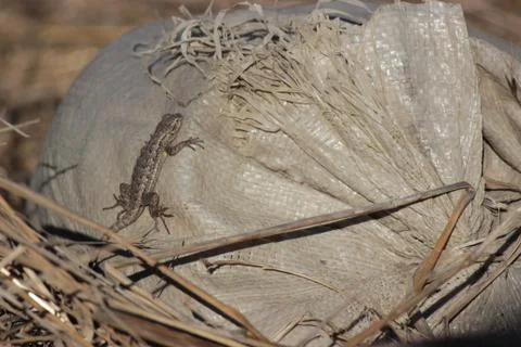 Lizard  Stock Photos