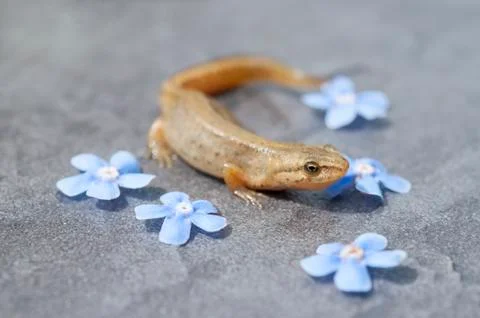 Lizard. Stock Photos