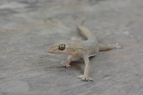 Lizard 스톡 사진