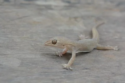 Lizard 스톡 사진